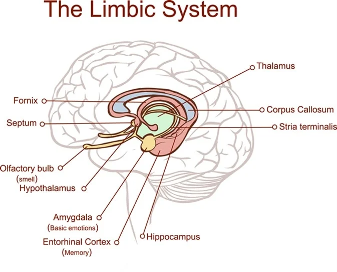 Blog placeholder image for Inside the Limbic System